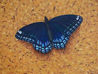 Marcos Antonio, Red-Spotted Purple Butterfly Series