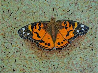 Marcos Antonio, Painted Lady Butterfly Series