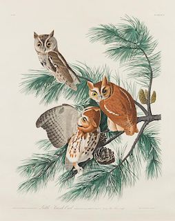 AUDUBON, John James. Little Screech Owl (Plate XCVII). Strix Asio. 1836.