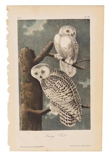 AUDUBON, John James (1785-1851) Snowy Owl (Plate 28). 1840-1844.