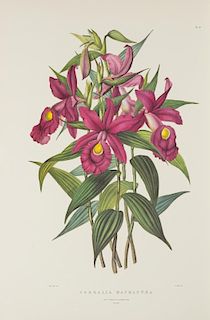 BATEMAN, James. The Orchidaceae of Mexico and Guatemala. New York: Johnson Reprint. ca 1975.