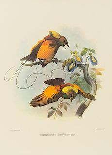 ELLIOT, Daniel Giraud. A Monograph of the Paradiseidae or, Birds of Paradise. New York, 1977.