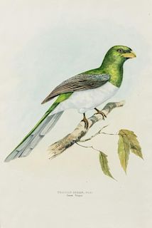 GOULD, John (1804-1881) A group of 5 plates from A Monograph of the Trogonidae, or Family of Trogons. London, [ca 1858-1875].