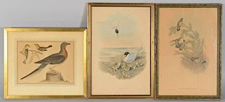 Pr. Gould & Richter & 1 A. Wilson Bird Prints, 3 total
