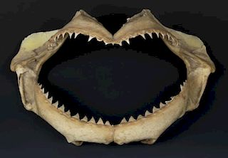 Japanese Shark Jaw Scrimshaw