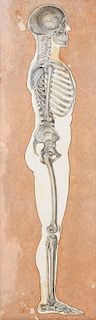 Old Anatomical Skeleton Drawing