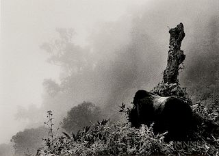 Sebastião Salgado (Brazilian, b. 1944)      Ubumbwe in Mist over the Forest of the Bisoke Volcano, Rwanda