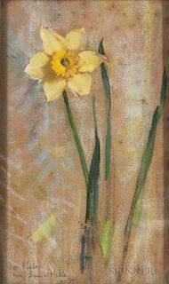 Laura Coombs Hills (American, 1859-1952)      Jonquil