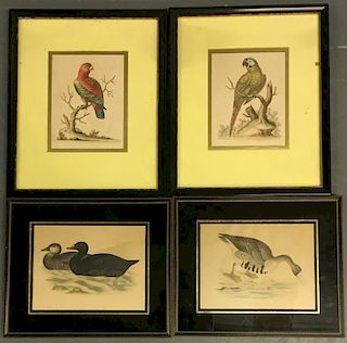 Two Early Edwards Parrot Handcolored Engravings