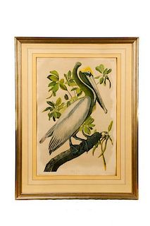 Audubon, "Brown Pelican", Bien Edition