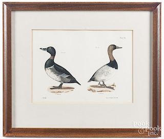 Five color bird lithographs, after J. W. Hill.