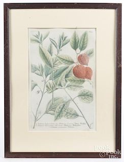 Hand colored engraved botanical, 18th c.