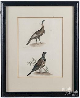 Four color bird lithographs, after J. W. Hill