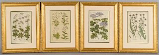 4 Botanical Engravings after John Hill