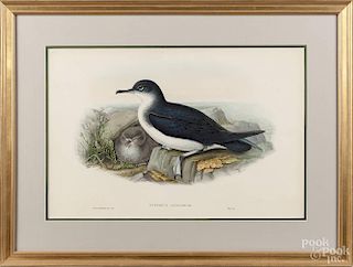 John Gould & Henry C. Richter, color lithograph of Puffinus Anglorum, 14'' x 21 1/2''.