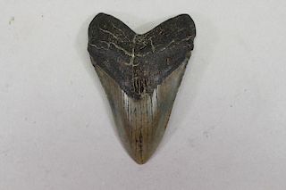 Prehistoric Megalodon Tooth