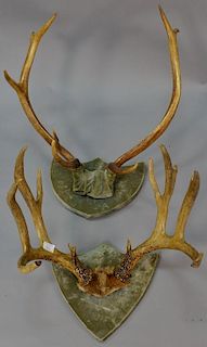 Two mounted racks, 12 point buck along with 8 point elk mount.