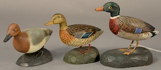 Three Albert J. Ditman (1884-1974) hand carved and hand painted miniature duck decoys on chip carved bases to include "Mallar