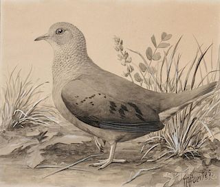 Louis Agassiz Fuertes (American, 1874-1927)      Ground Dove. Female