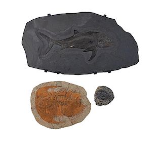 LARGE FOSSILIZED FISH AND TRILOBITE