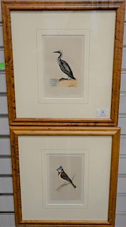 Set of eight hand colored framed bird lithographs by Francis Orpen Morris from the History of British Birds to include Kingfi