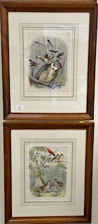 Ten framed colored lithographs to include five Crayon plate lithographs from The Birds of North America and five chromolithog
