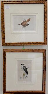 Set of eight hand colored framed bird lithographs by Francis Orpen Morris from the History of British Birds to include Goshaw