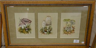 Eight framed pieces including six mushroom watercolors signed Carol, one in triple frame and two framed needleworks. watercol