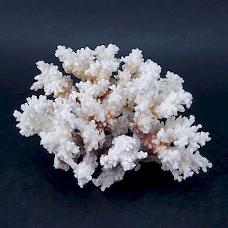 Natural White Coral Specimen. Good condition.