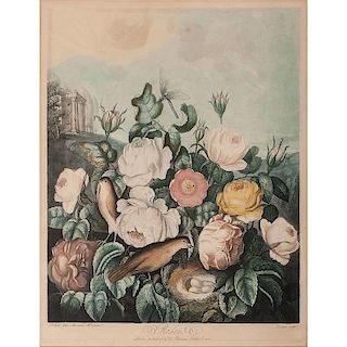 <i>Roses</i> Botanical Hand-Colored Engraving by Robert John Thornton
