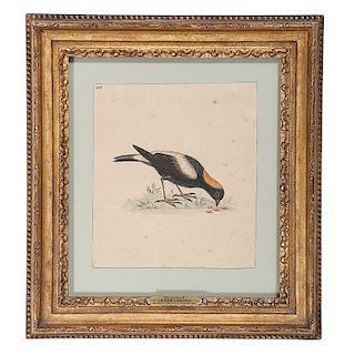 George Edwards, Watercolor of a Ricebird