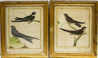 * After Buffon, (French, 18th Century), Two Ornithological Prints