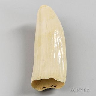 Raw Whale's Tooth