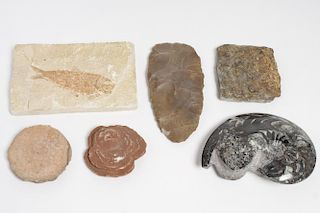 Natural History Fossil Group, 6