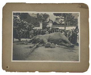 Fritz Asian Elephant Death Photo. Barnum and Bailey Circus.