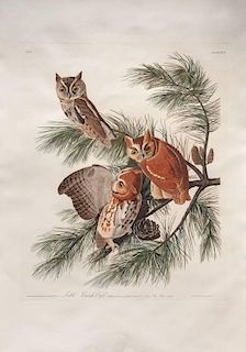 after John James Audubon (1785-1851)