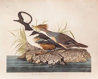 after John James Audubon (1785-1851)