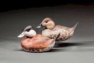 Ruddy Duck Pair