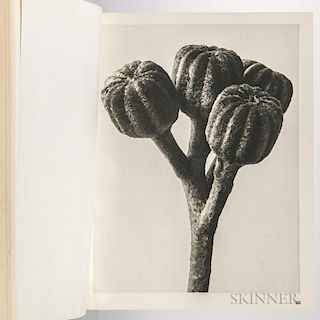 Blossfeldt, Karl (1865-1932) Wundergarten der Natur. Berlin: Verlag fur Kunstwissenschaft, [1932]. First edition, folio, illu