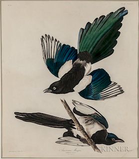 Audubon, John James (1785-1851) American Magpie  , Plate CCCLVII.