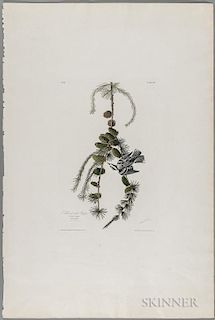 Audubon, John James (1785-1851) Black and White Creeper  , Plate 90.