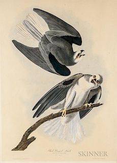 Audubon, John James (1785-1851) Black Winged Hawk.