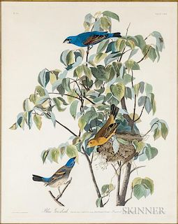 Audubon, John James (1785-1851) Blue Grosbeak  , Plate CXXII.