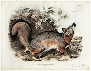 Audubon, John James (1785-1851) Canis (Vulpes) Virginianus, Grey Fox  , Plate XXI.