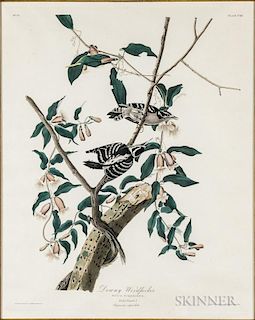 Audubon, John James (1785-1851) Downy Woodpecker  , Plate CXII.