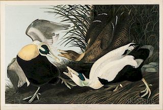Audubon, John James (1785-1851) Eider Duck  , Plate 405.