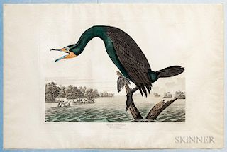 Audubon, John James (1785-1851) Florida Cormorant  , Plate CCLII.