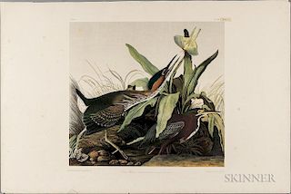 Audubon, John James (1785-1851) Green Heron.