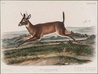 Audubon, John James (1785-1851) Long-tailed Deer,   Plate CXVIII.