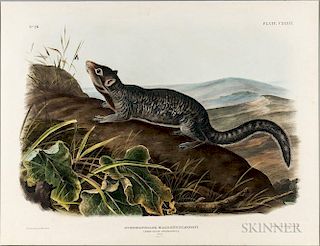 Audubon, John James (1785-1851) Long-tailed Spermophile   Plate, CXXXIX.